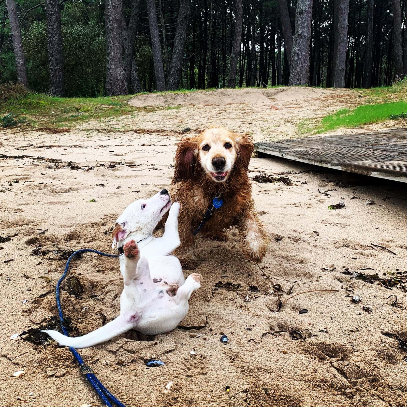 Centro Veterinario da Illa da Arousa