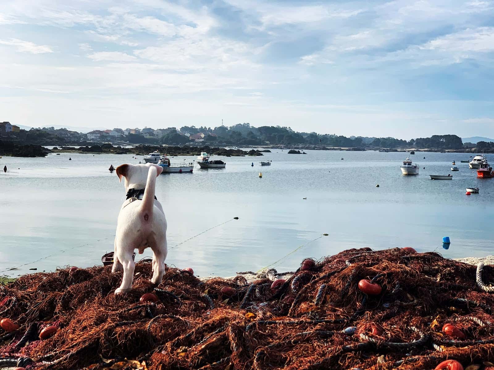 Centro Veterinario da Illa da Arousa