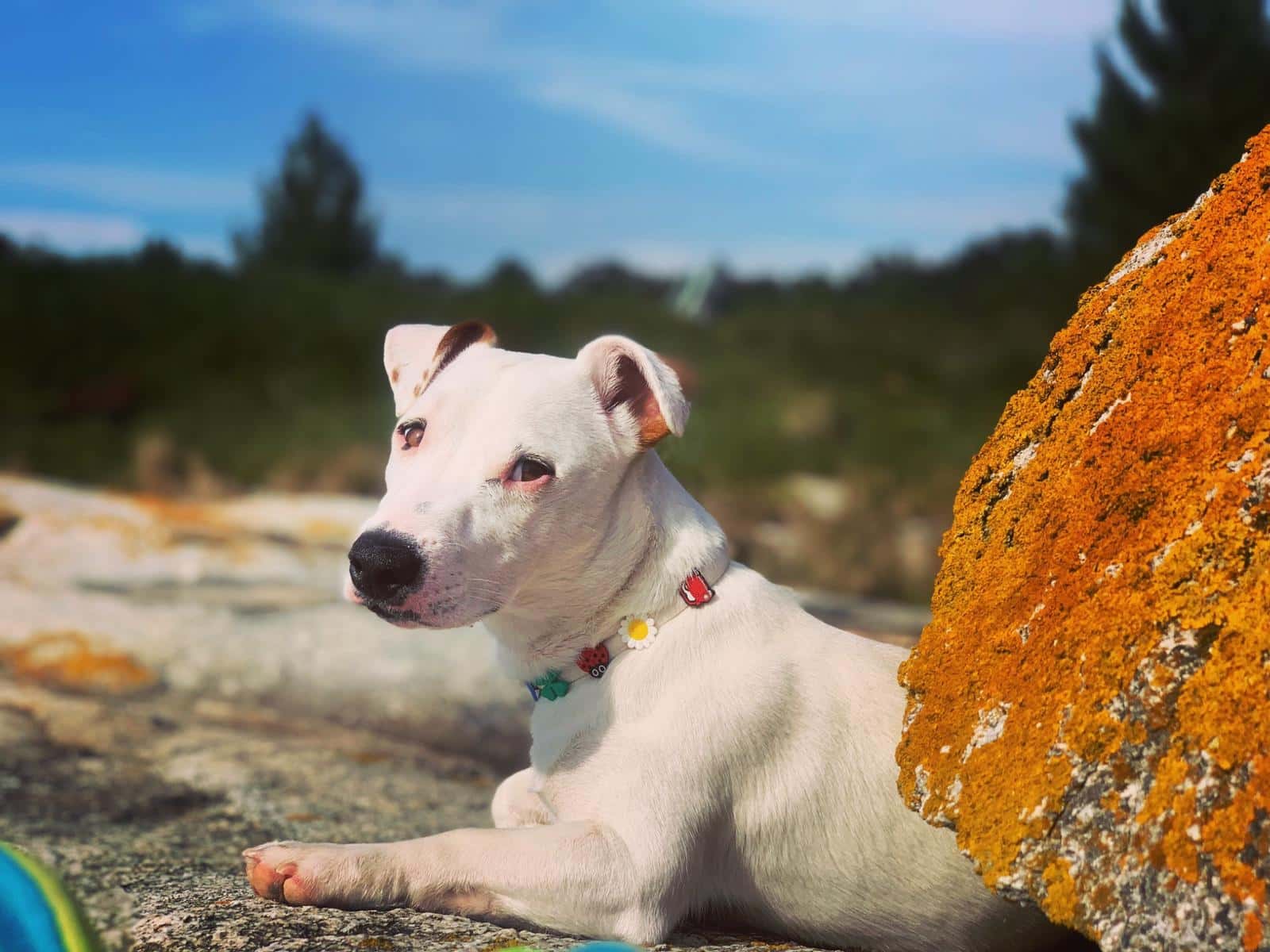 Centro Veterinario da Illa da Arousa