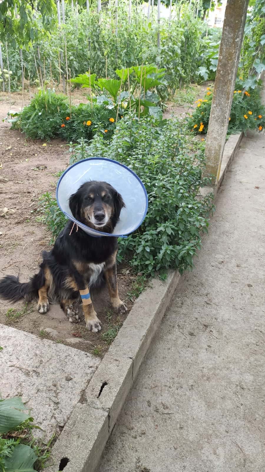 VÚO oftalmología veterinaria