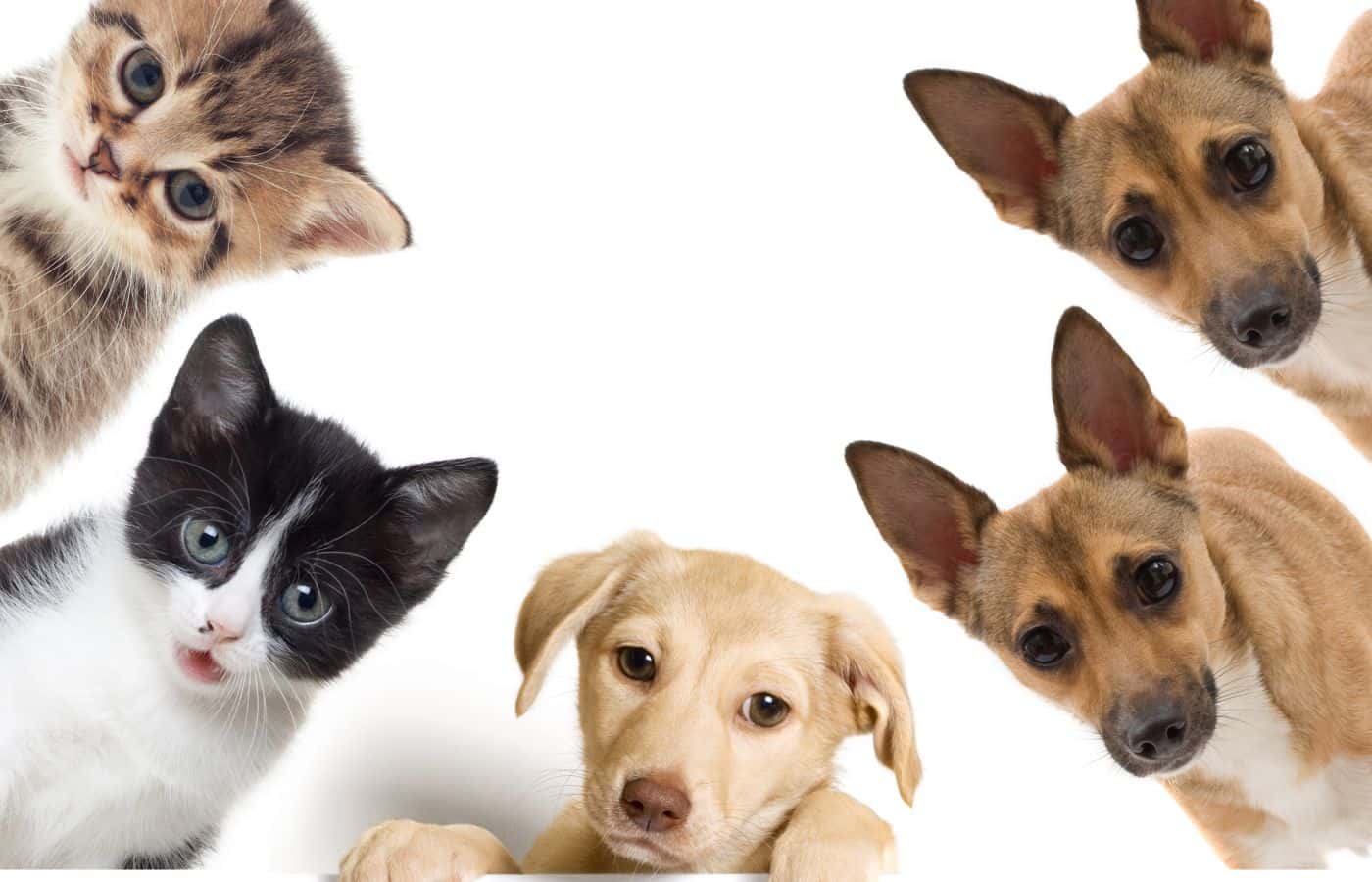 servicio a domicilio las 24horas veterinario a domicilio barrio cuenca en cuenca en cuenca principalImage ADOPTA Sitios Pet Friendly