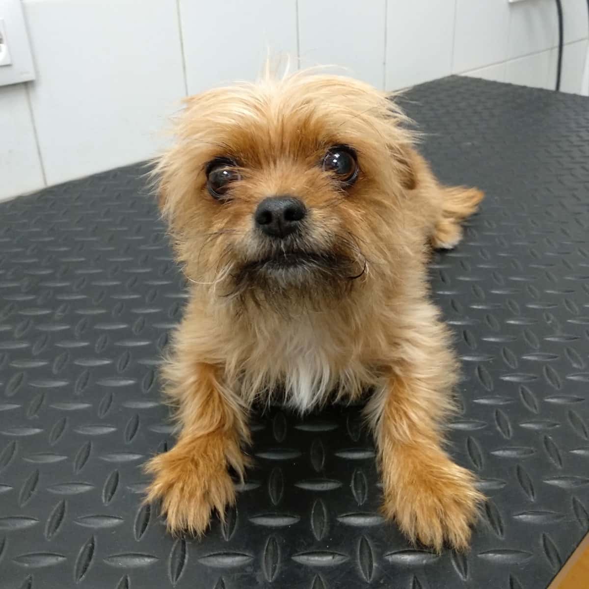 Clínica Veterinaria Zarpa