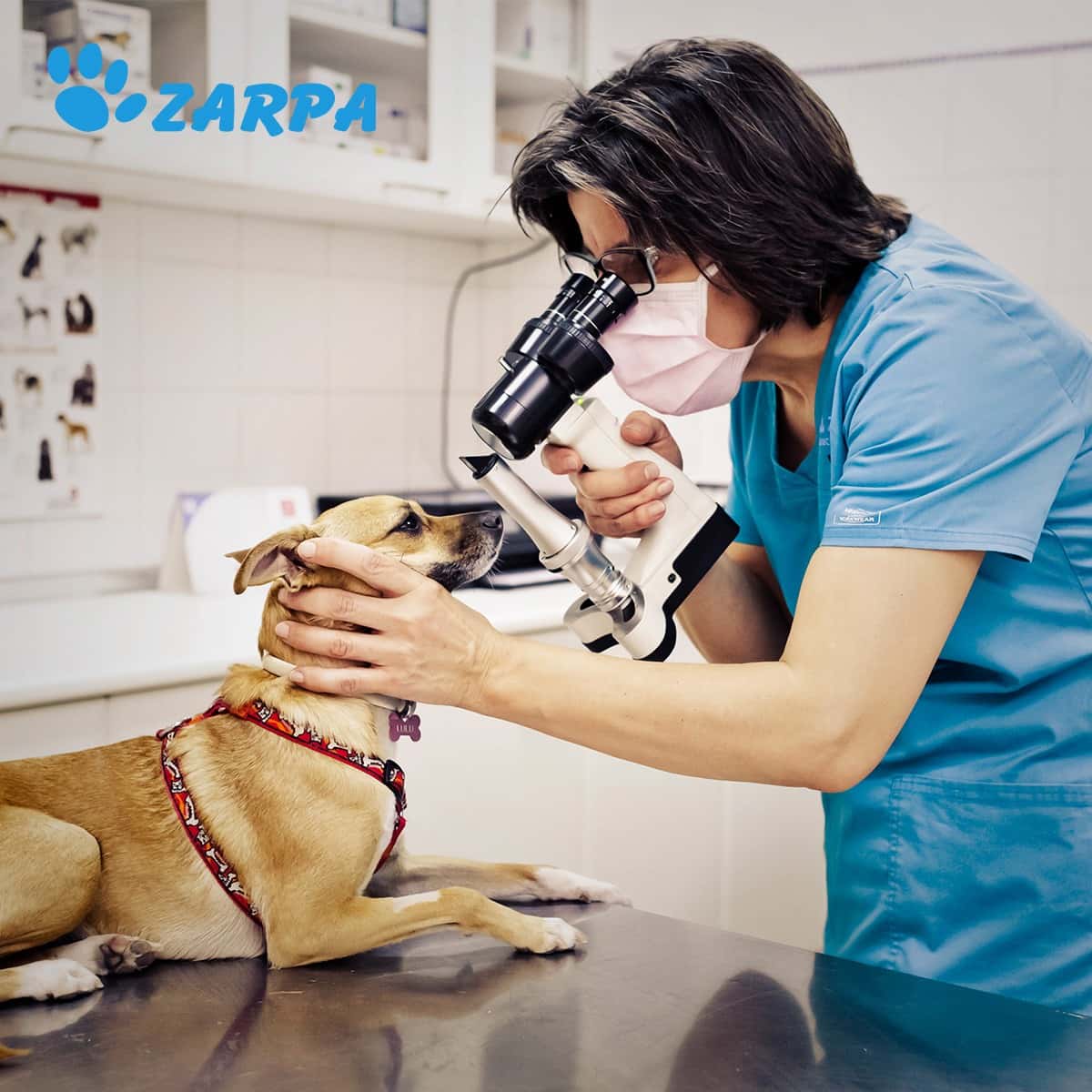 Clínica Veterinaria Zarpa