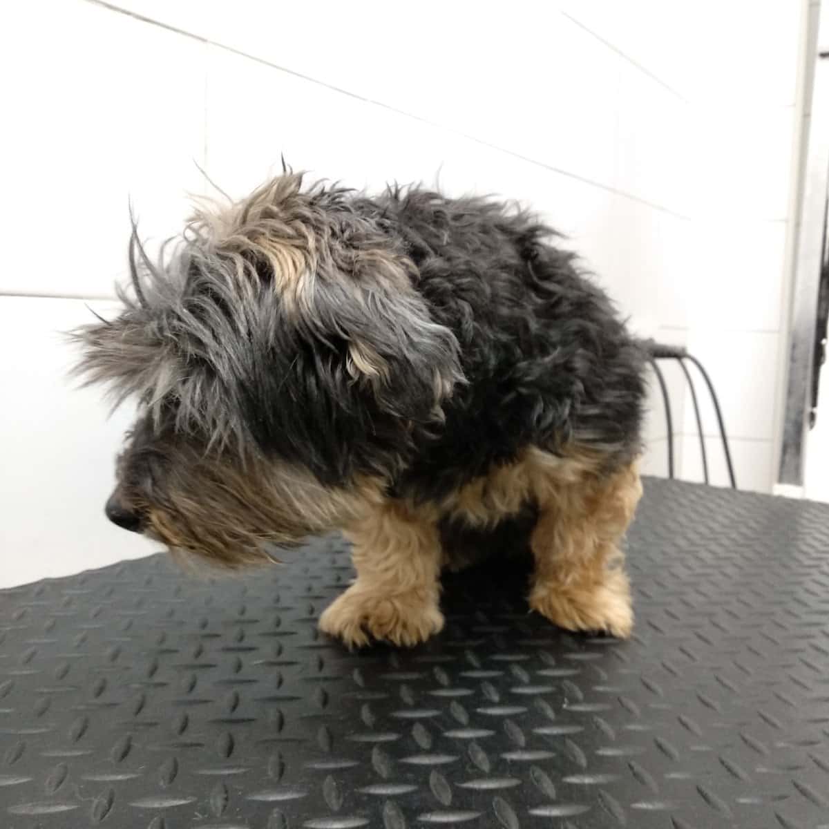 Clínica Veterinaria Zarpa