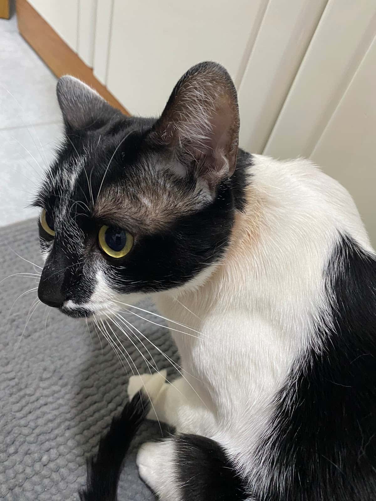 Clínica Veterinaria Albéitar