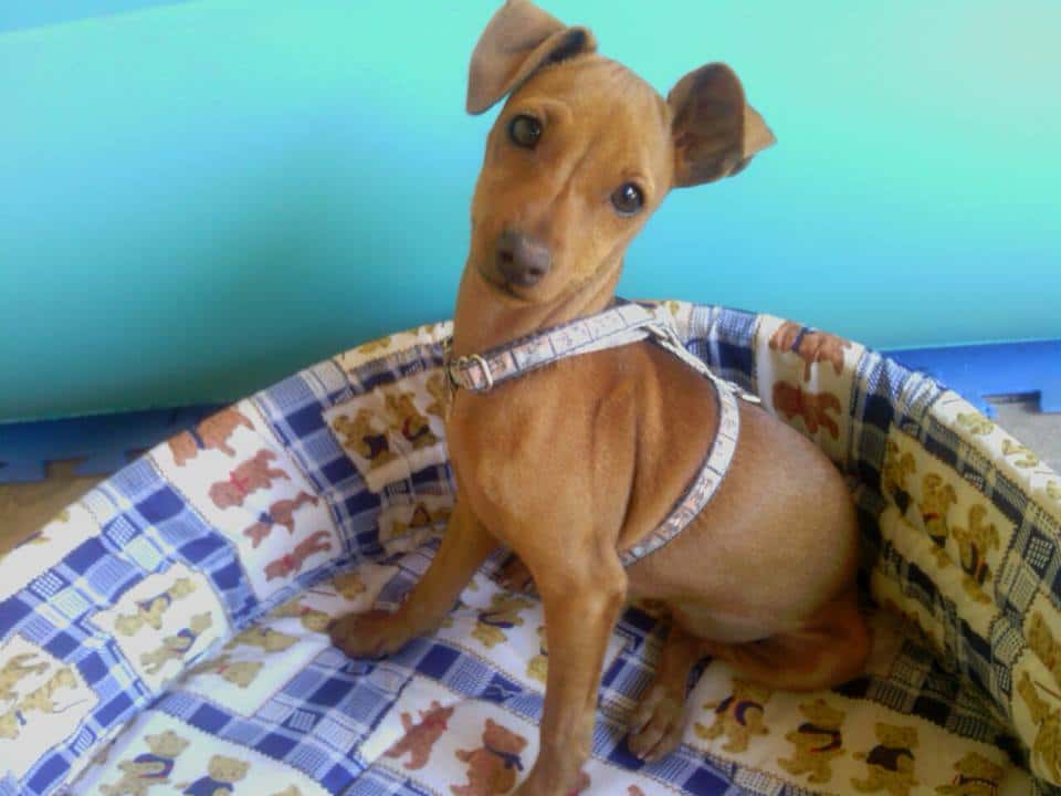 angel gimeno roig veterinario centro en utiel en valencia principalImage ADOPTA Sitios Pet Friendly