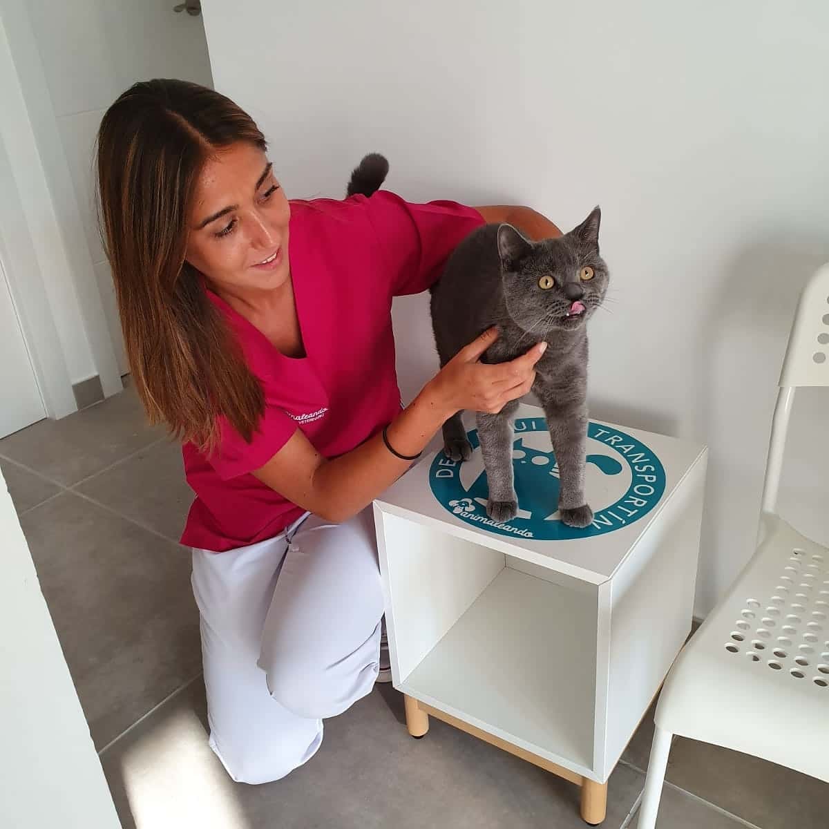 Clínica veterinaria animaleando