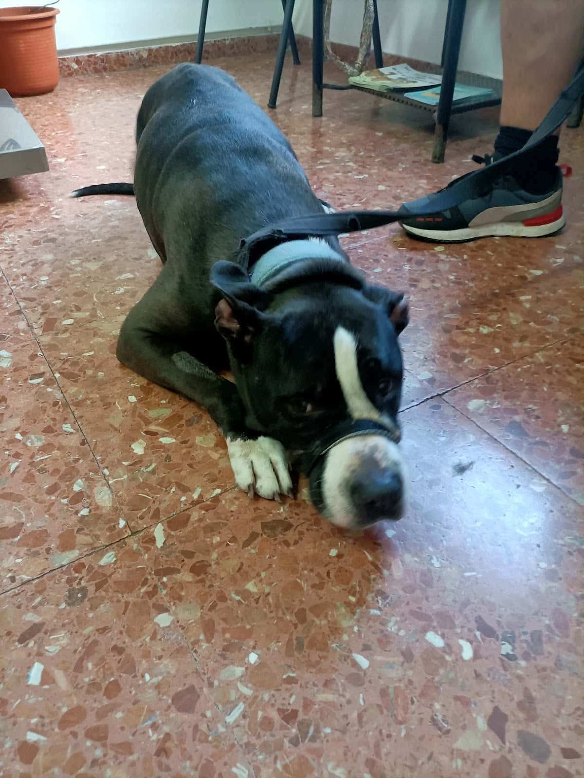 Centro Veterinario Tarancón