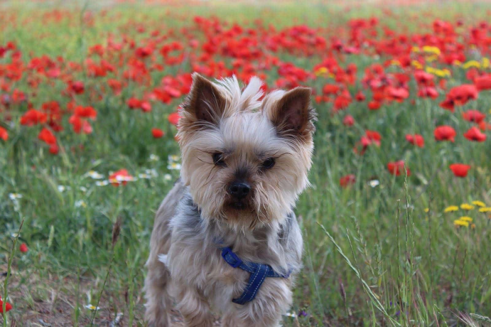 Clinica veterinaria VET & VET Tarancon