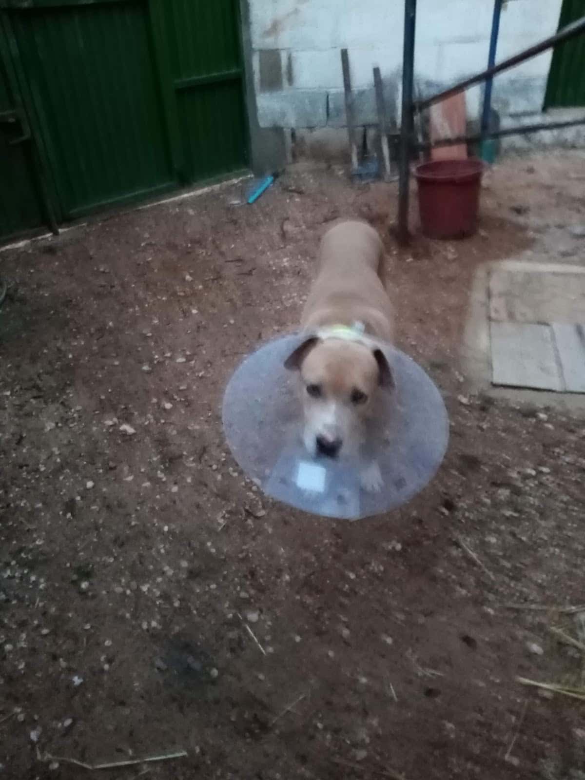 Asis Veterinarios