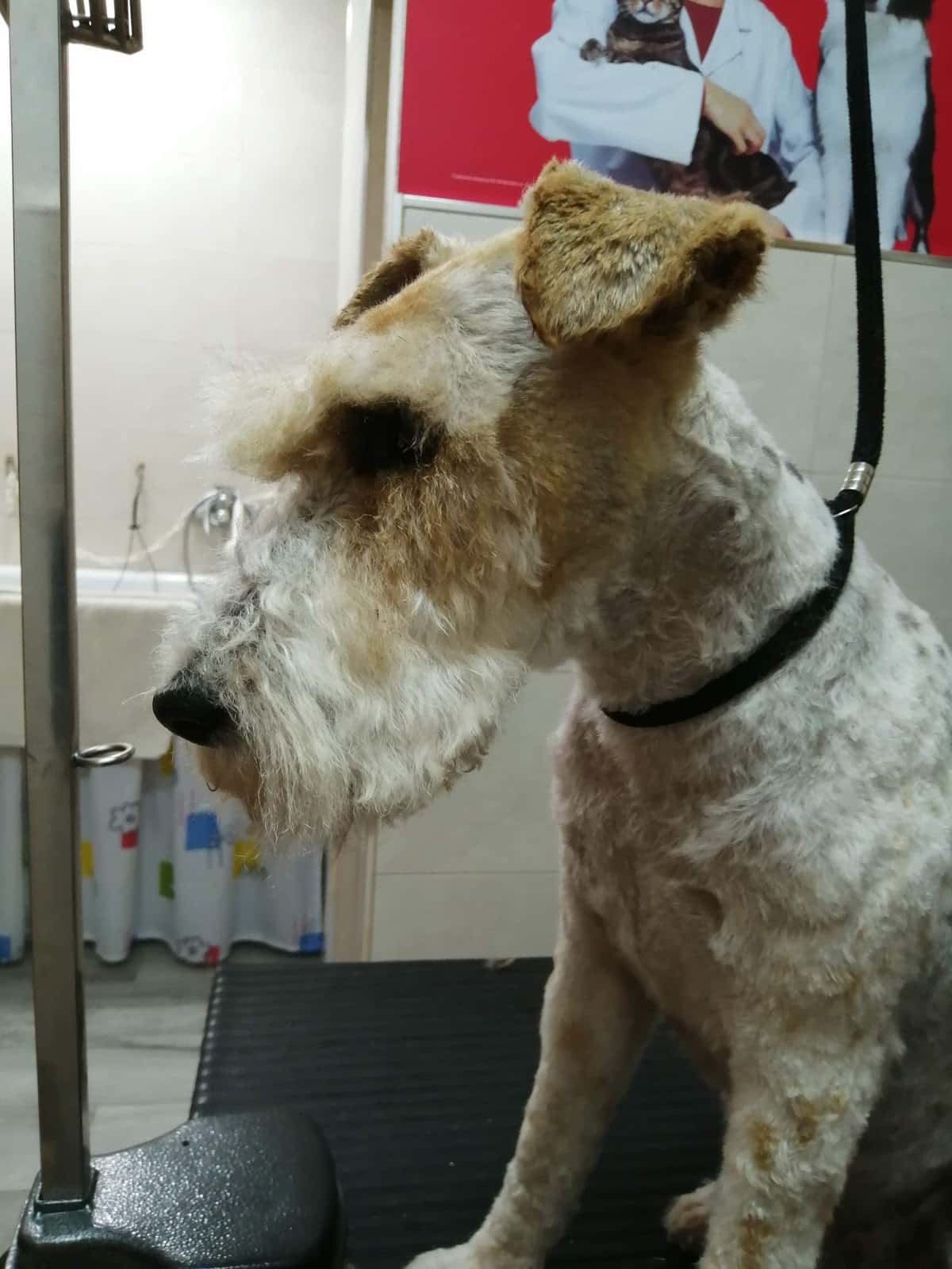 Consulta Veterinaria 'Elbety'