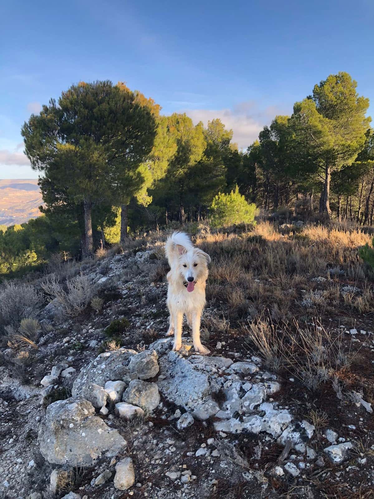 Clinica Veterinaria MyVet