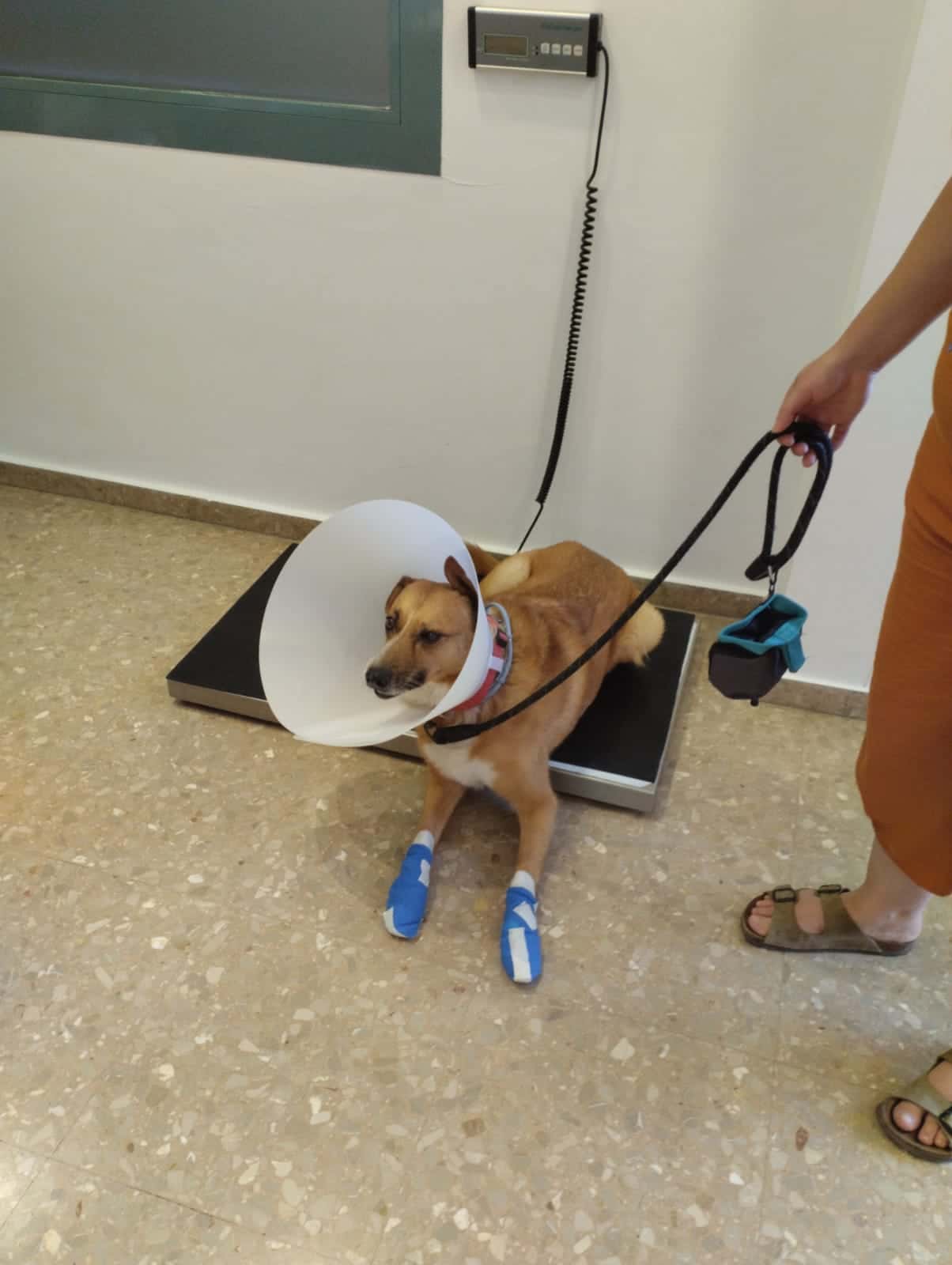 Clinica Veterinaria MyVet