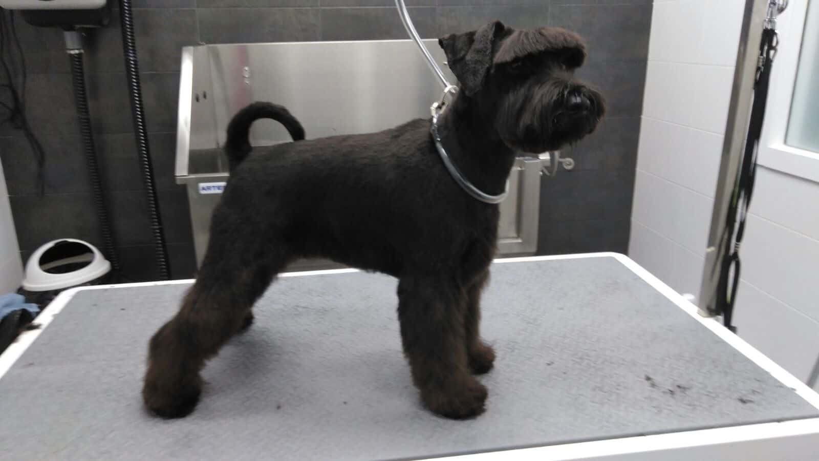 Centre Veterinari Estartit