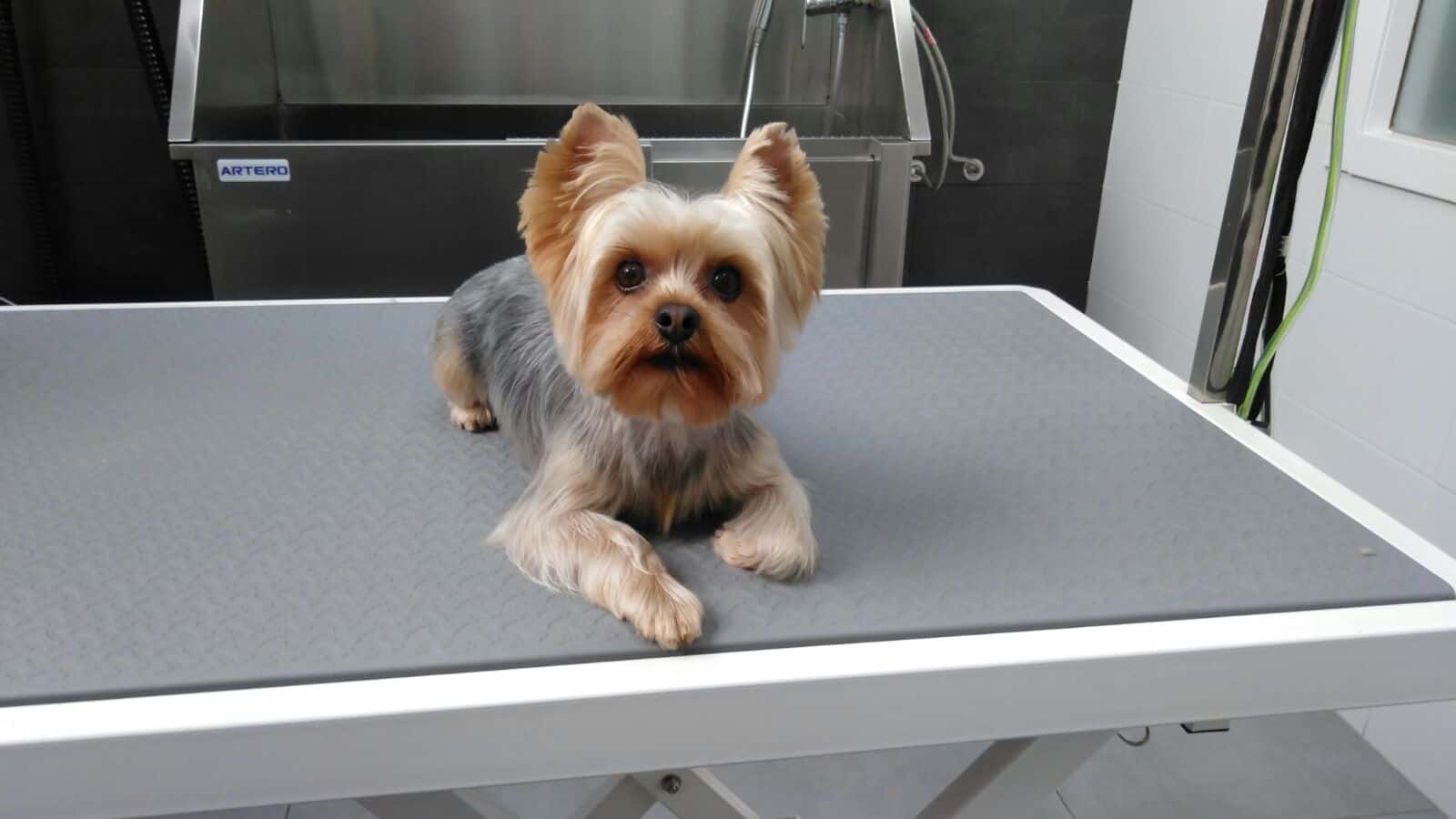 centre veterinari estartit veterinario centro en l estartit en girona principalImage ADOPTA Sitios Pet Friendly