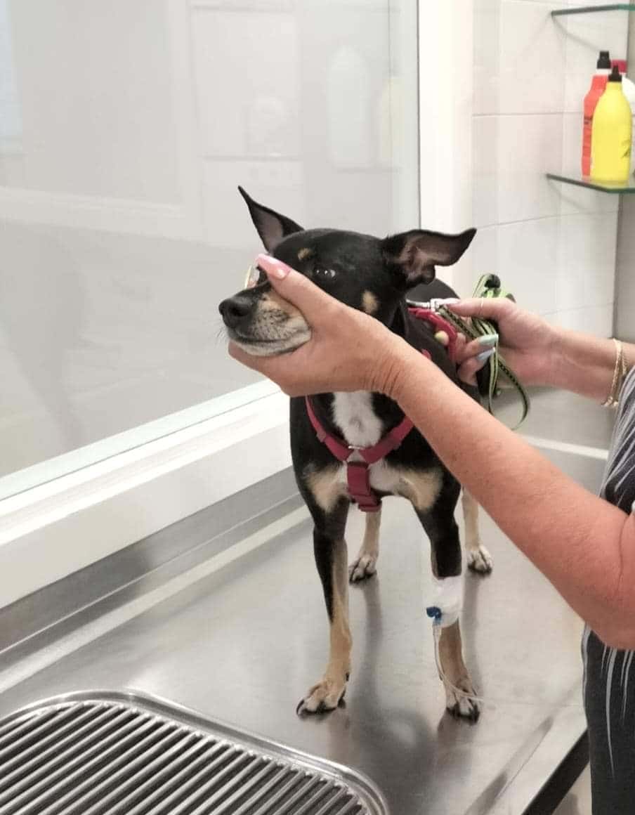 Clínica Veterinària Mendieta