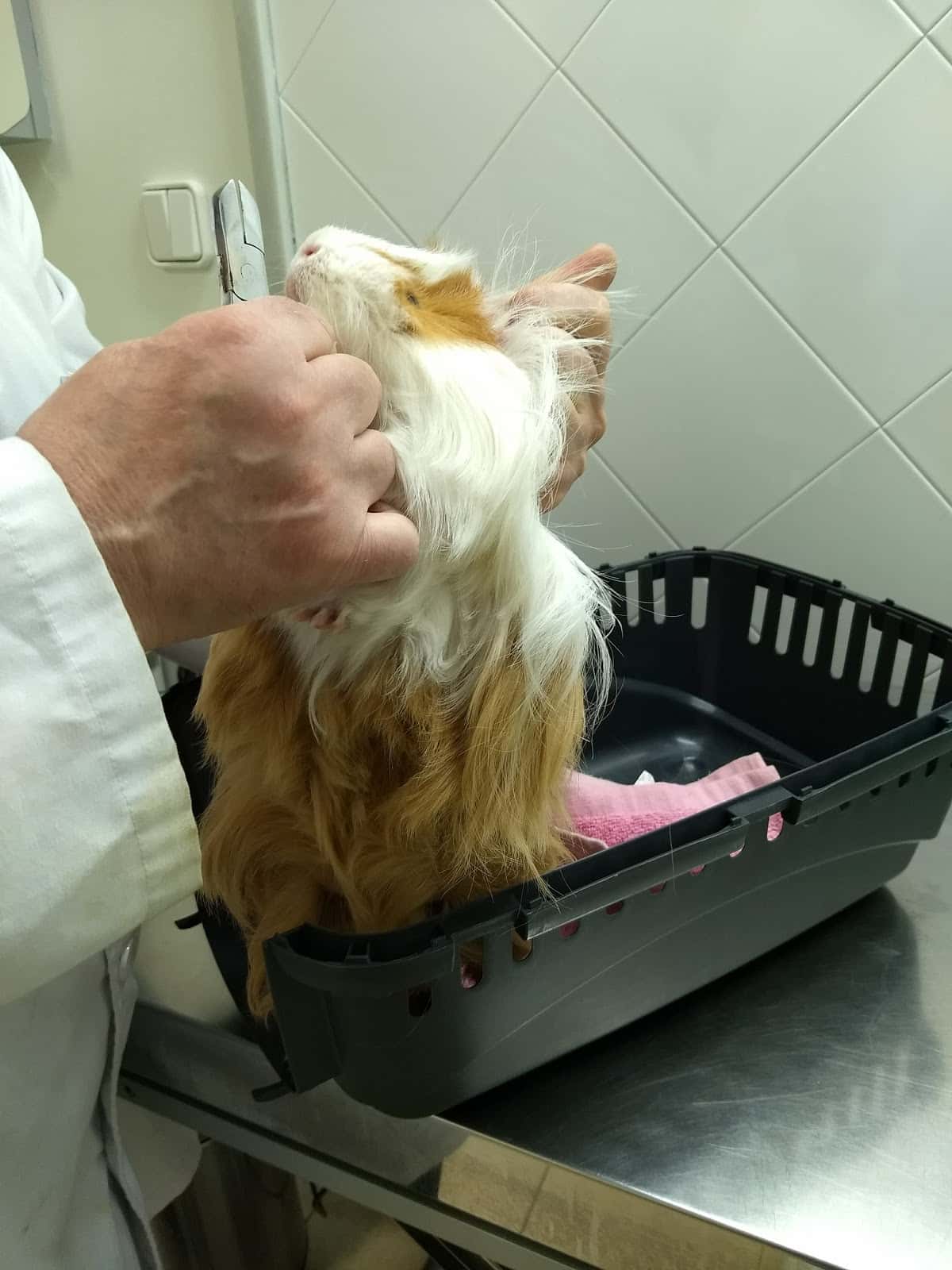 Clínica Veterinària Mendieta