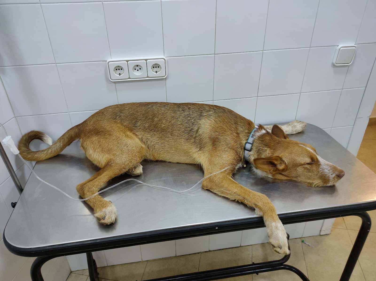 Clínica Veterinària Mendieta
