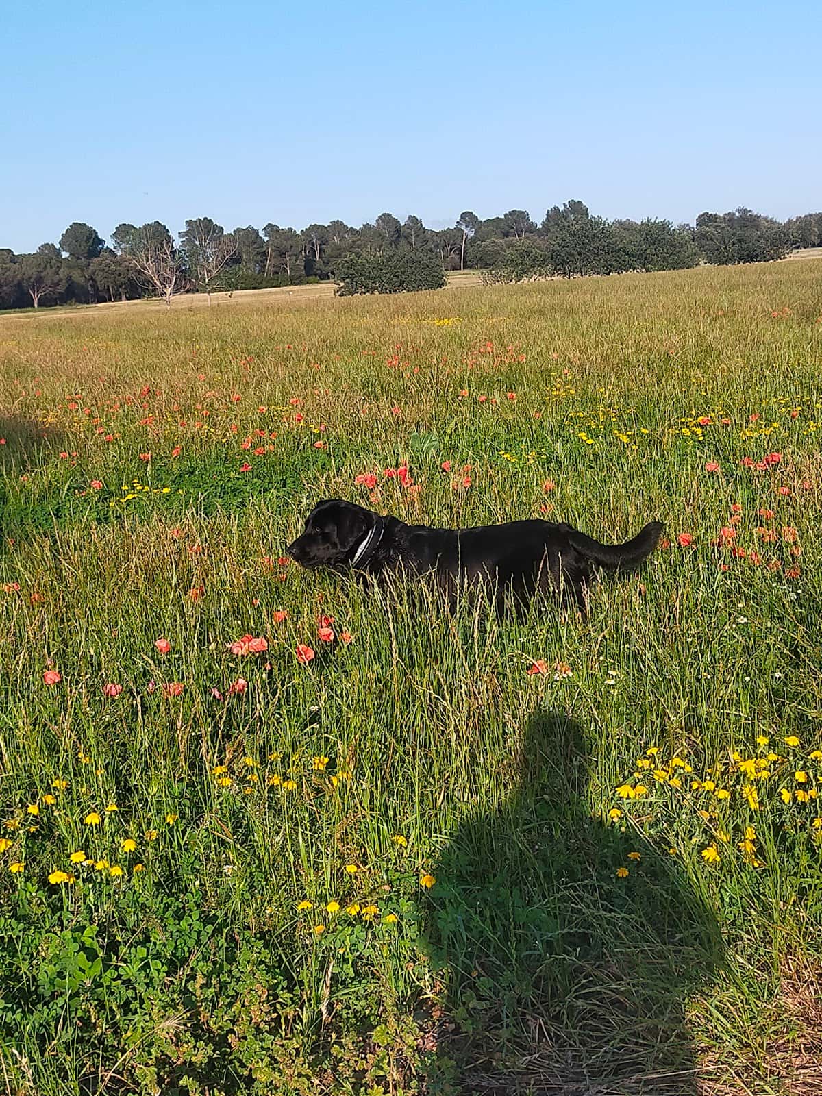Vet Verges
