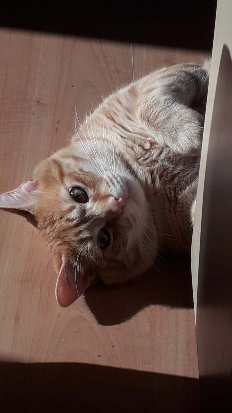 Consulta Veterinària S.Massaguer