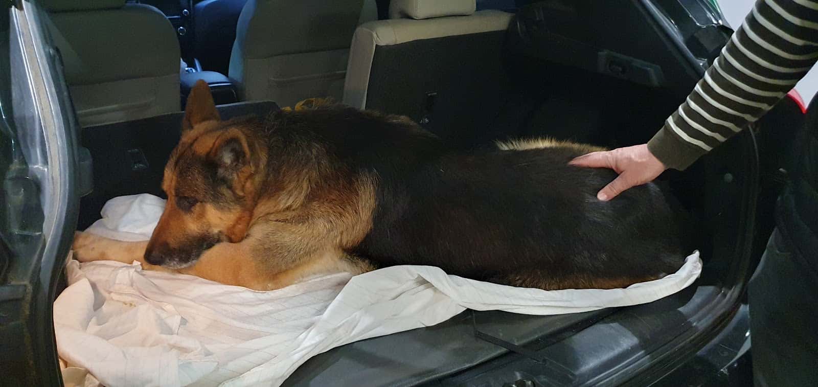 Consulta Veterinària S.Massaguer