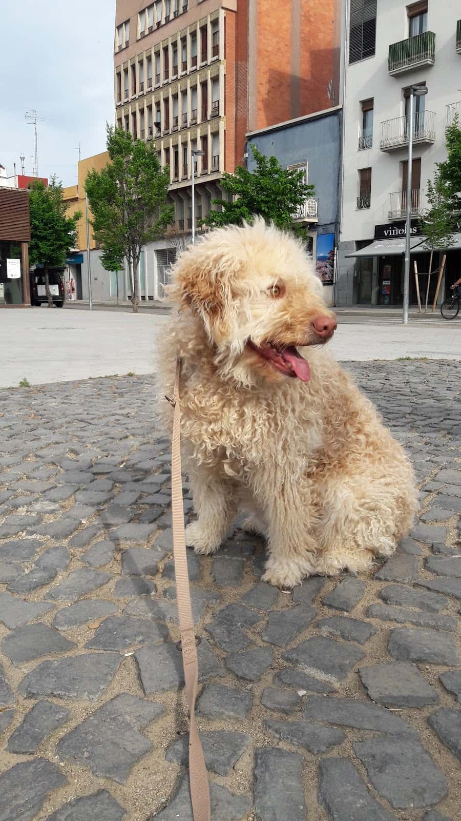 Centre Veterinari Carrer Nou