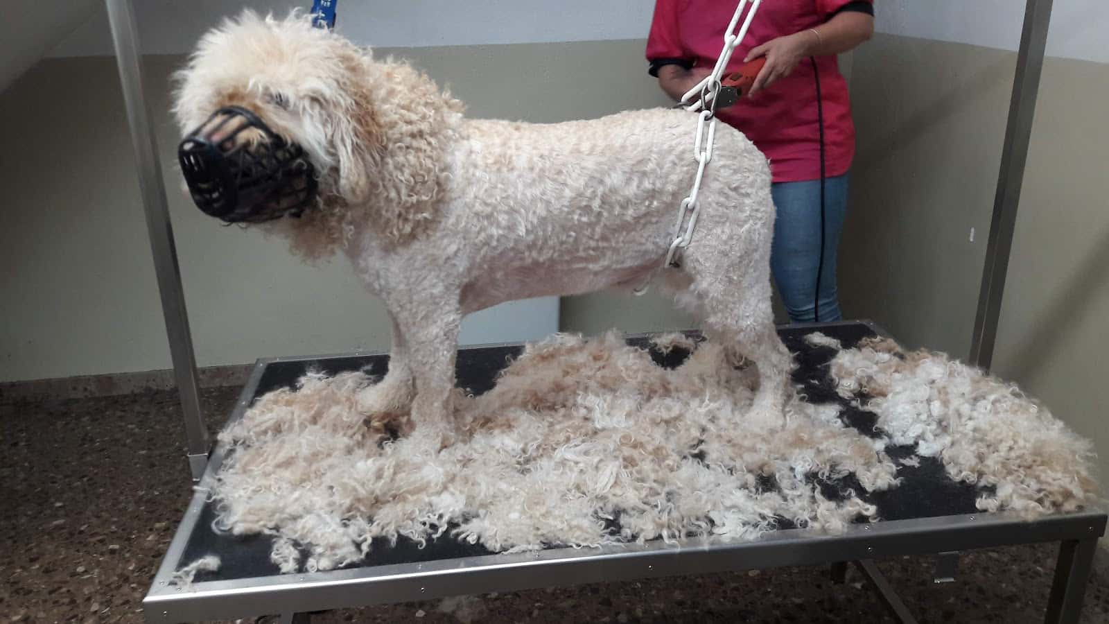 Centre Veterinari Carrer Nou