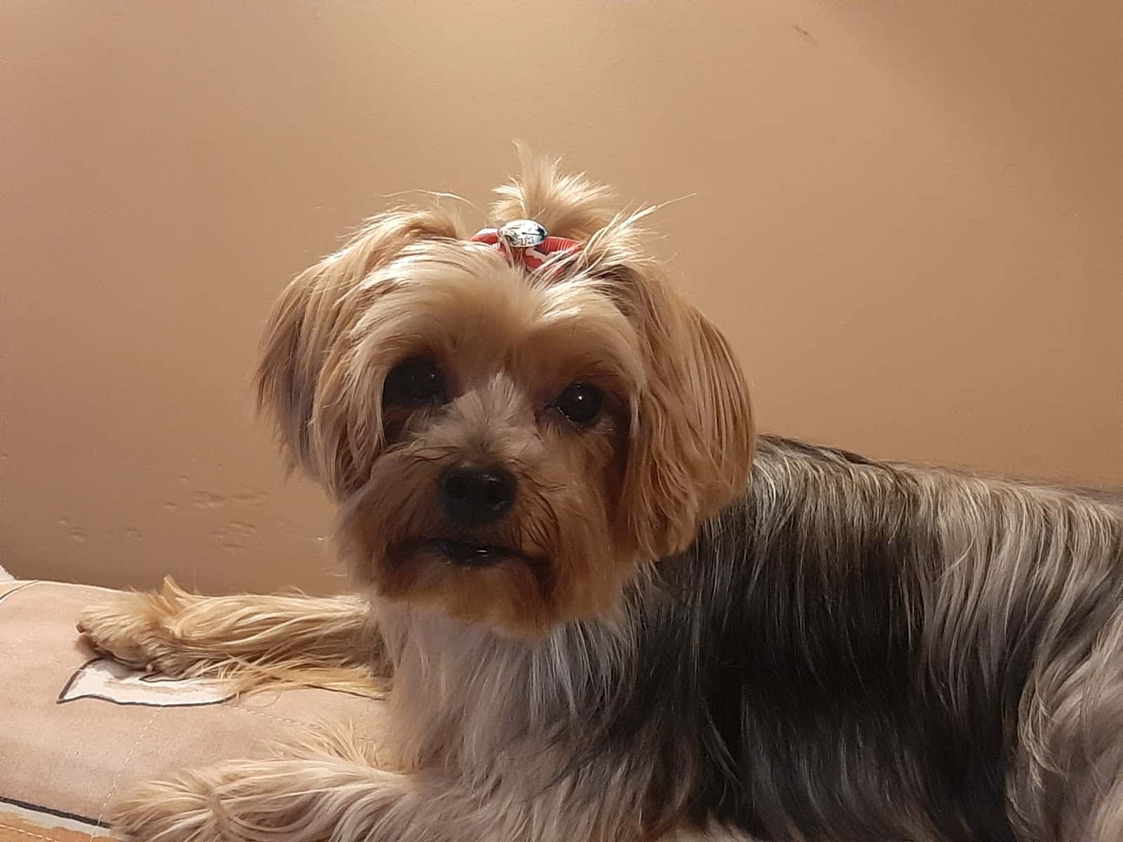 creu de la ma veterinaris veterinario centro en figueres en girona principalImage ADOPTA Sitios Pet Friendly