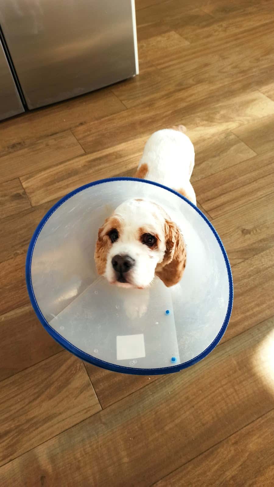 Clínica Veterinària QVets