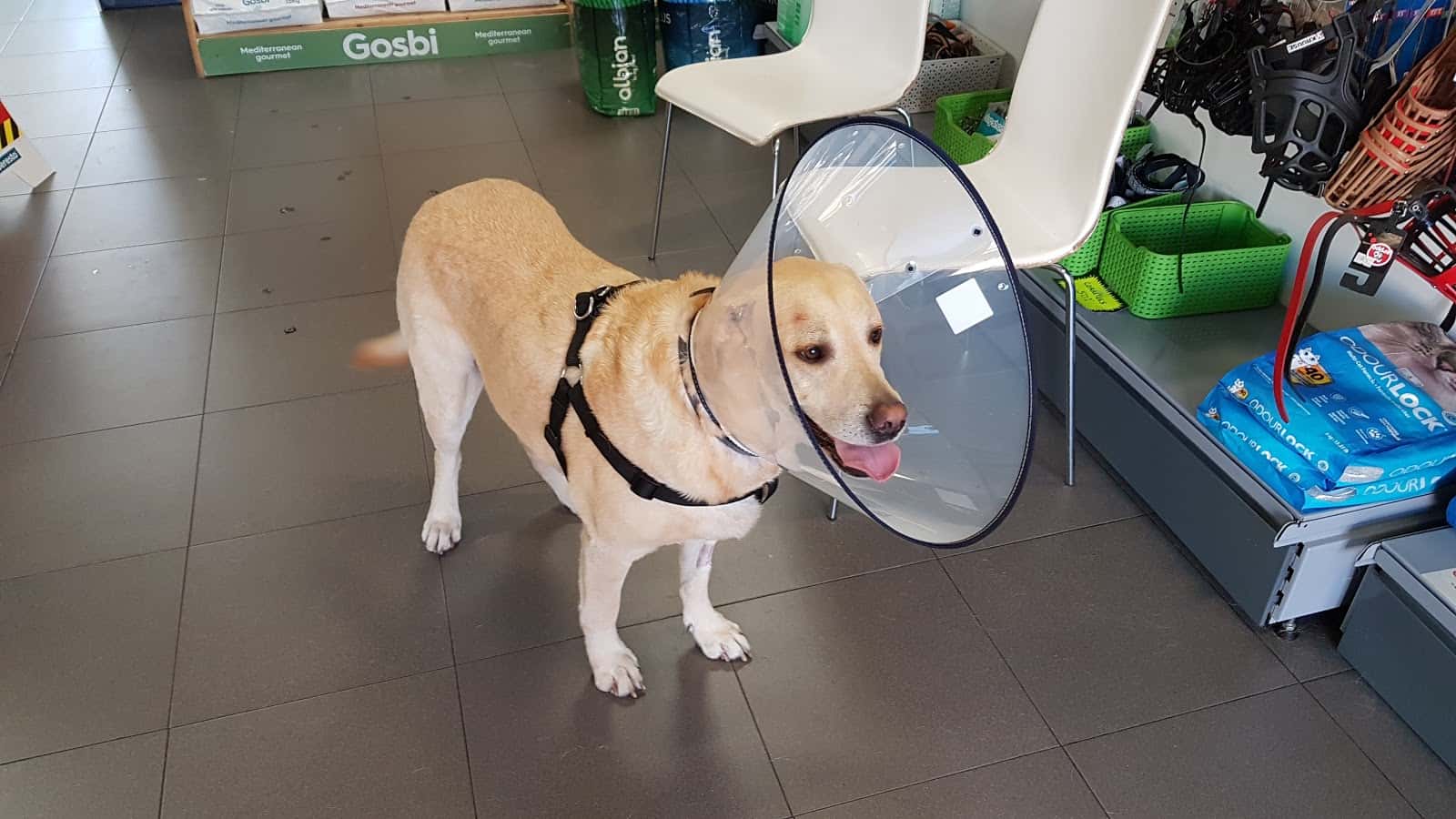 Clínica Veterinària QVets