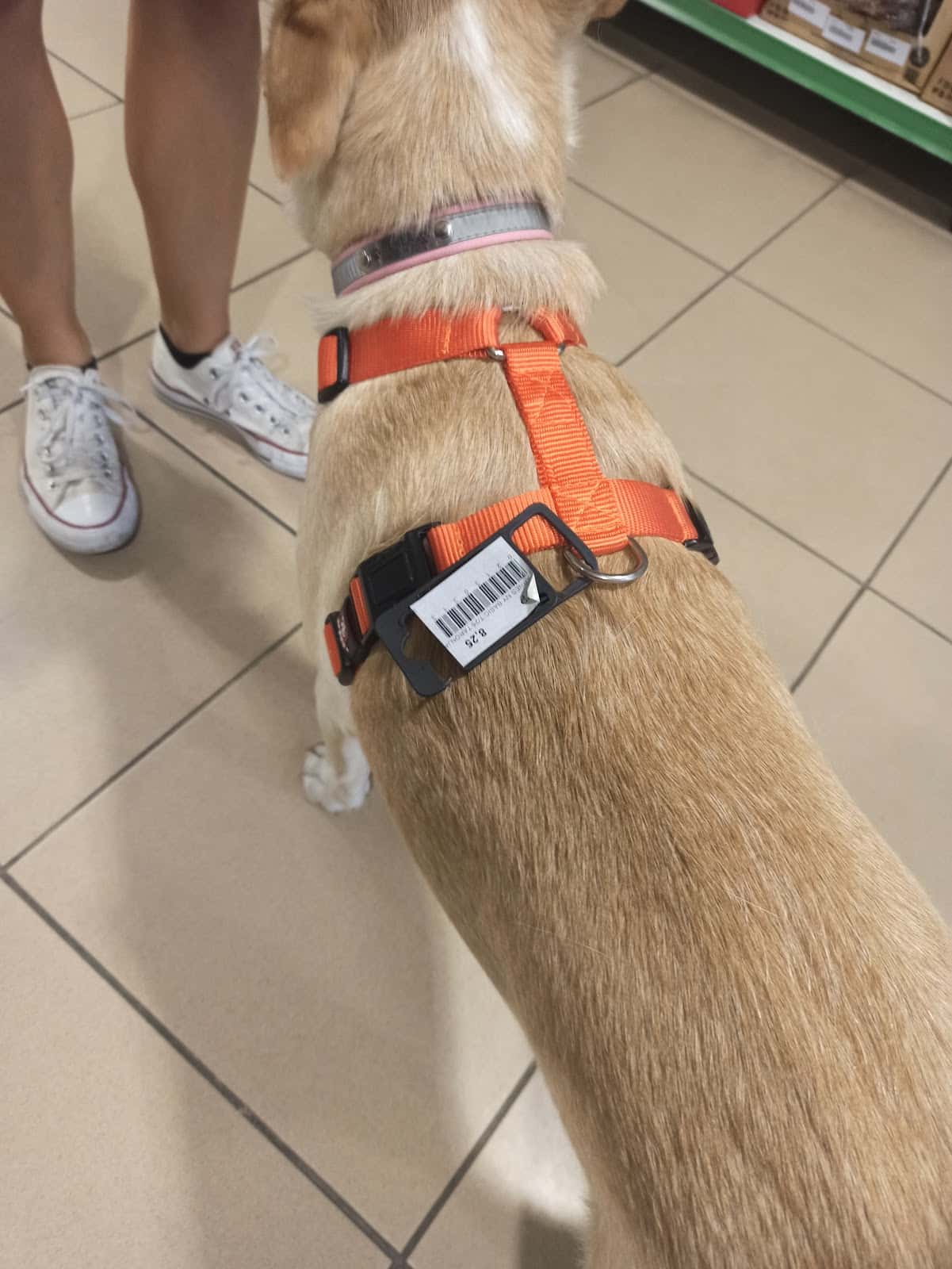 Centre Veterinari Canis