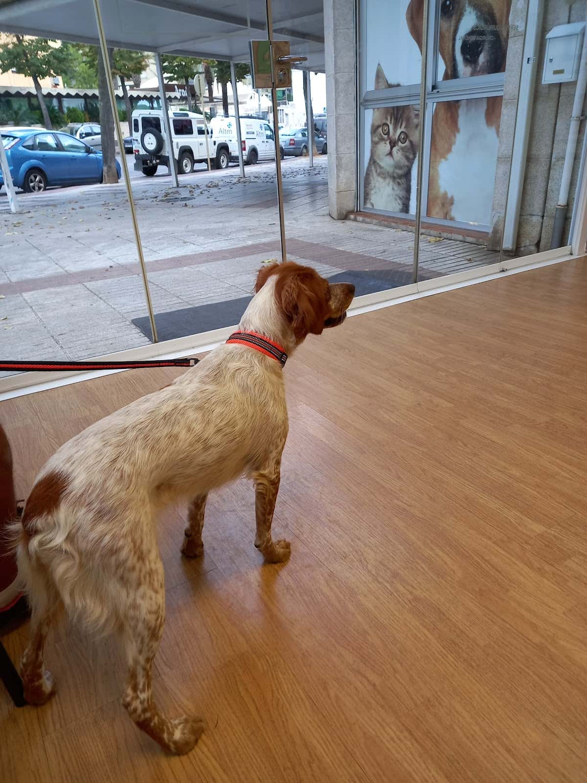 Clínica Veterinària Pou