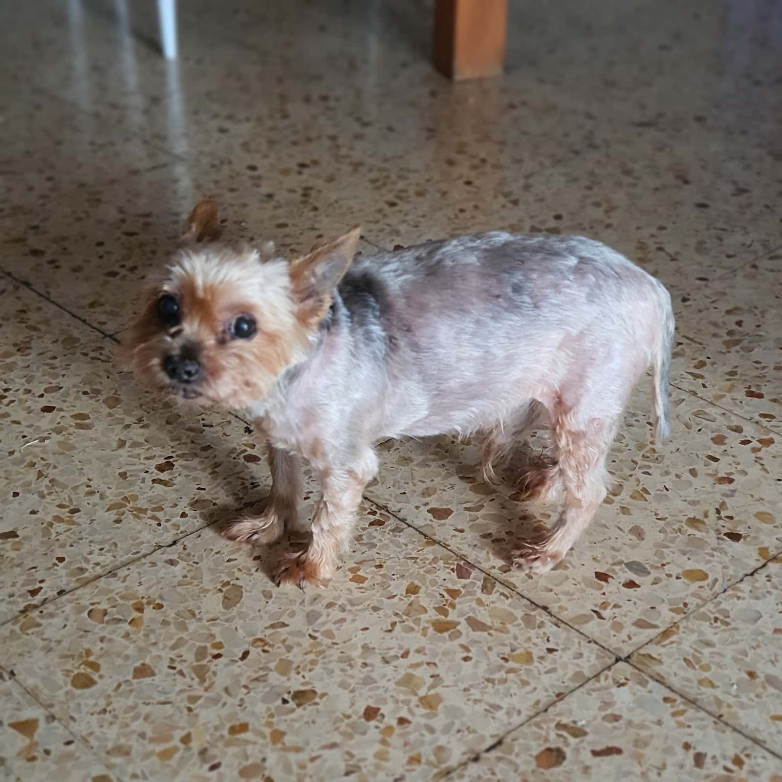 Clínica Veterinària Pou