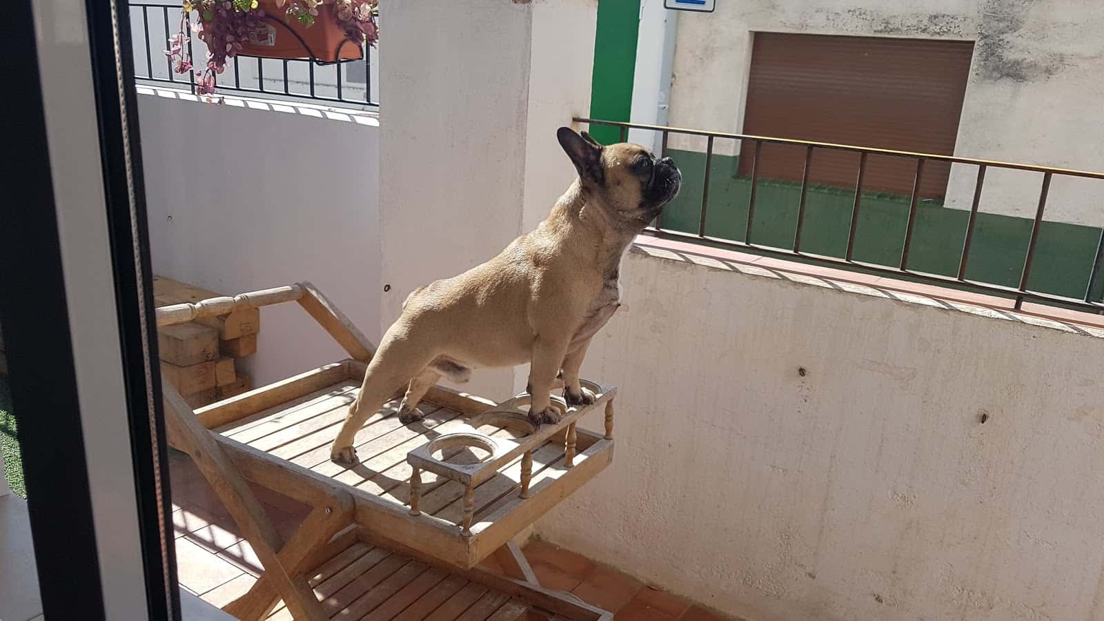 Clínica Veterinària Pou