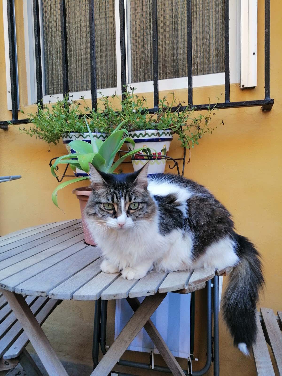 Clínica Veterinària Cadells