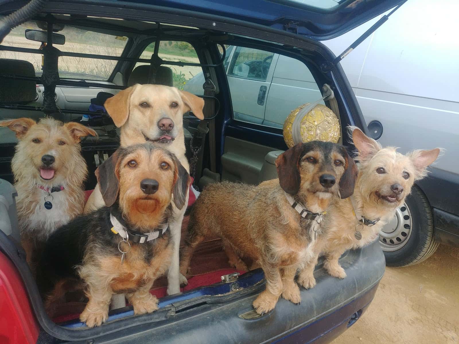 Clínica Veterinària Cadells