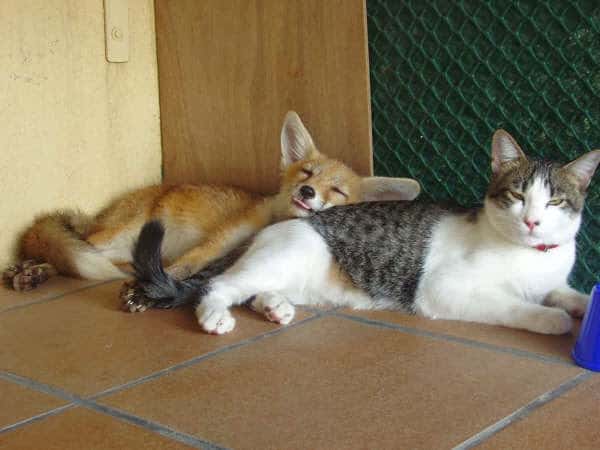 cinos veterinario centro en cassa de la selva en girona principalImage ADOPTA Sitios Pet Friendly