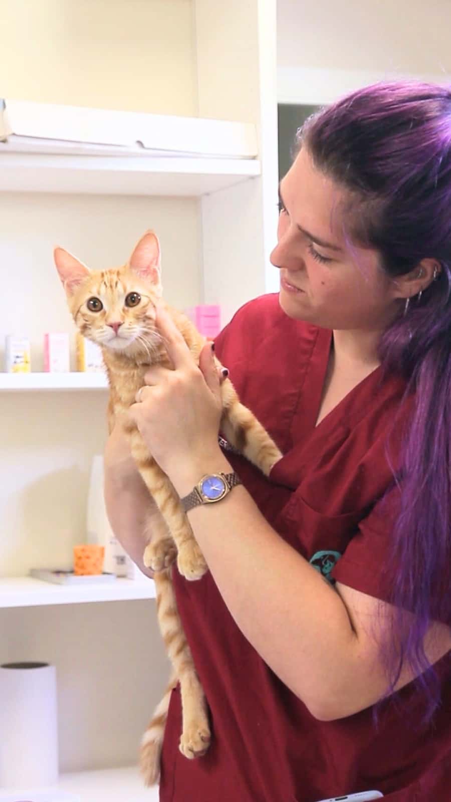 veterinari rosvet sant joan les fonts veterinario centro en sant joan les fonts en girona principalImage ADOPTA Sitios Pet Friendly
