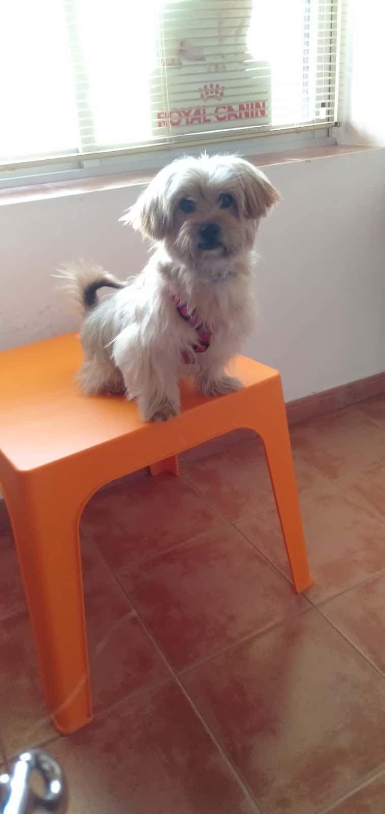clinica veterinaria iliberis veterinario clinica en atarfe en granada principalImage ADOPTA Sitios Pet Friendly