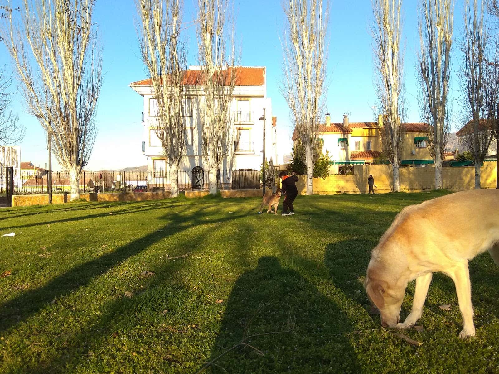 serengeti veterinario centro en atarfe en granada principalImage ADOPTA Sitios Pet Friendly