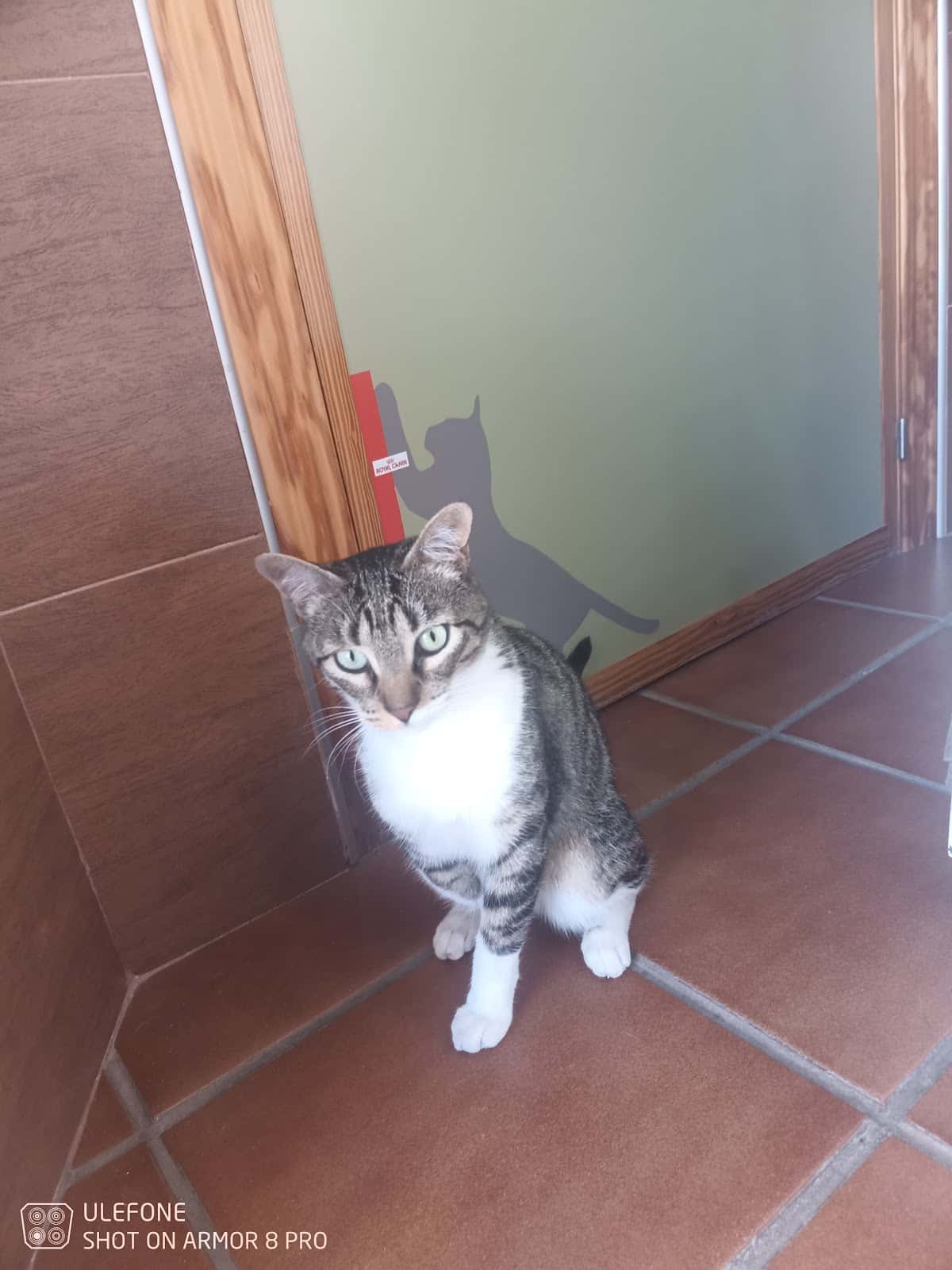 Clinica Veterinaria Mediterraneo