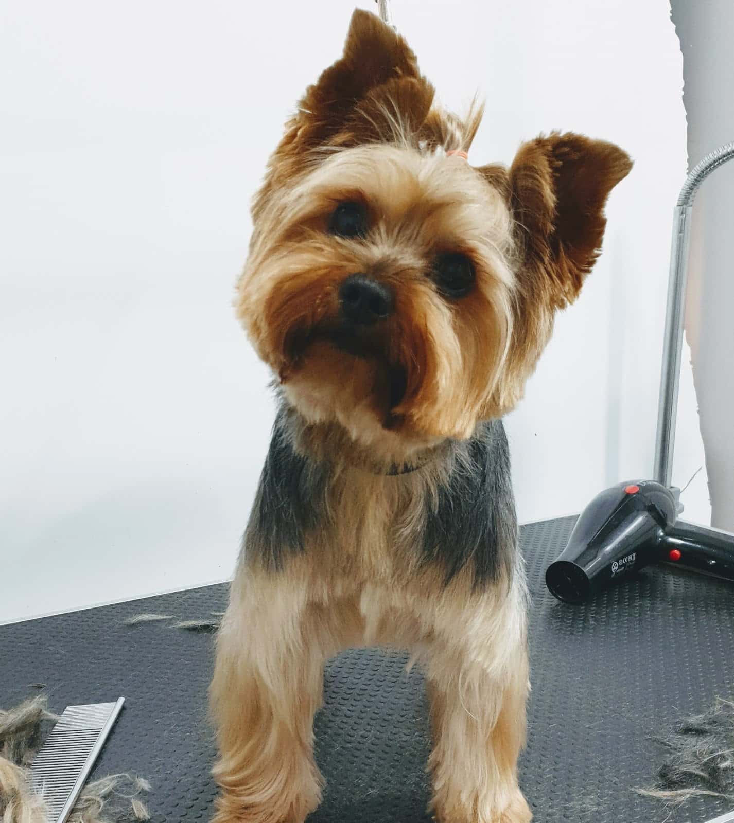 Clínica Veterinaria PARAPEQUEÑOS