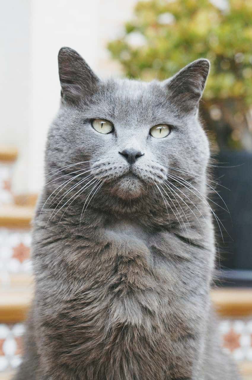 Clínica Veterinaria PARAPEQUEÑOS