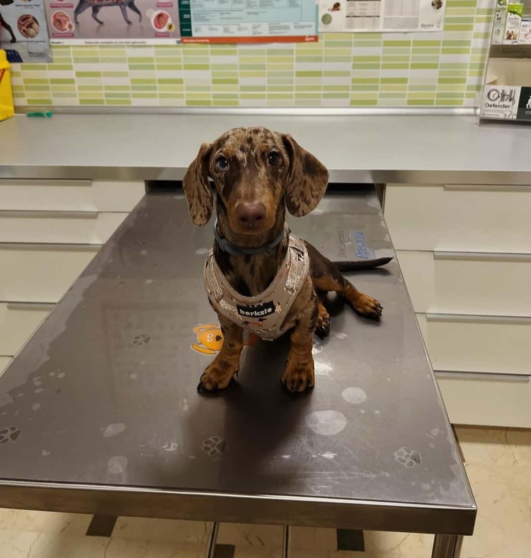 Clínica Veterinaria Triunfo Jardín