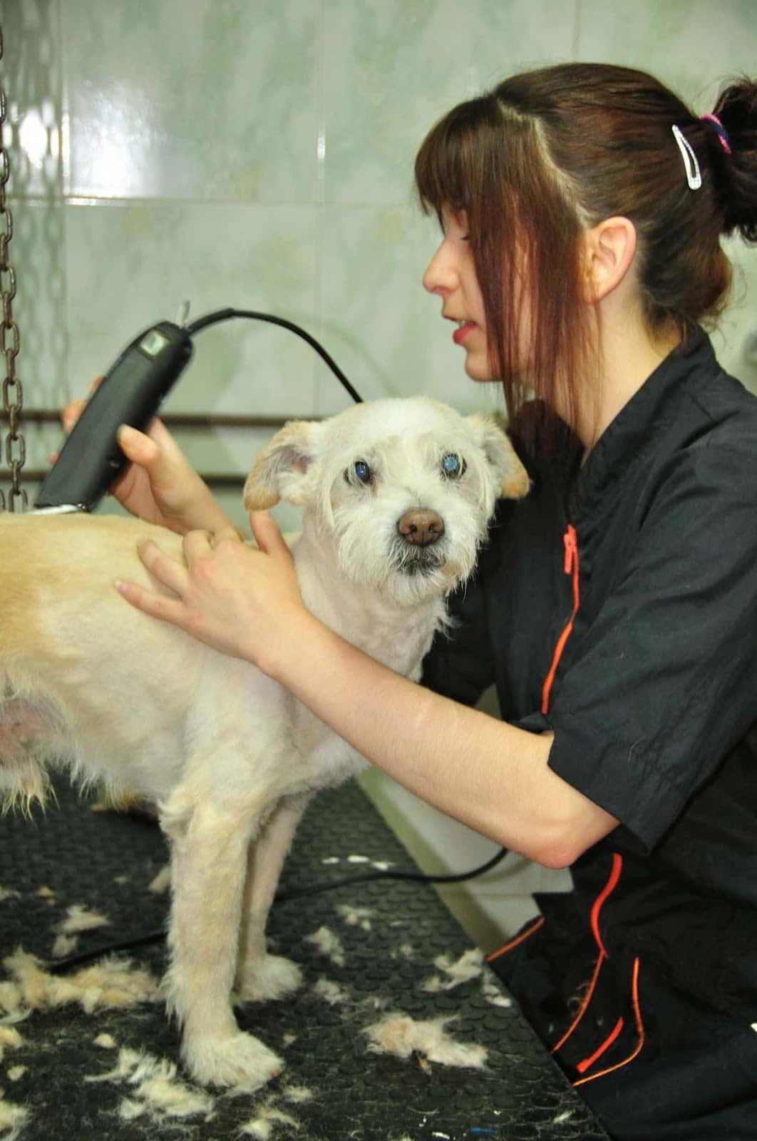 Clinica Veterinaria Argos