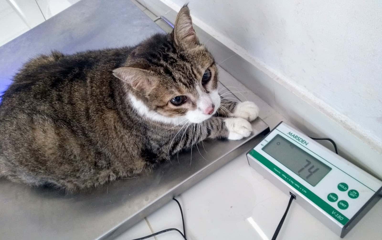Clínica Veterinaria Nauru