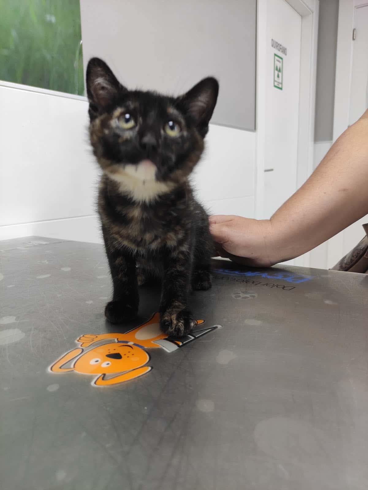 Centro Veterinario Lidercan