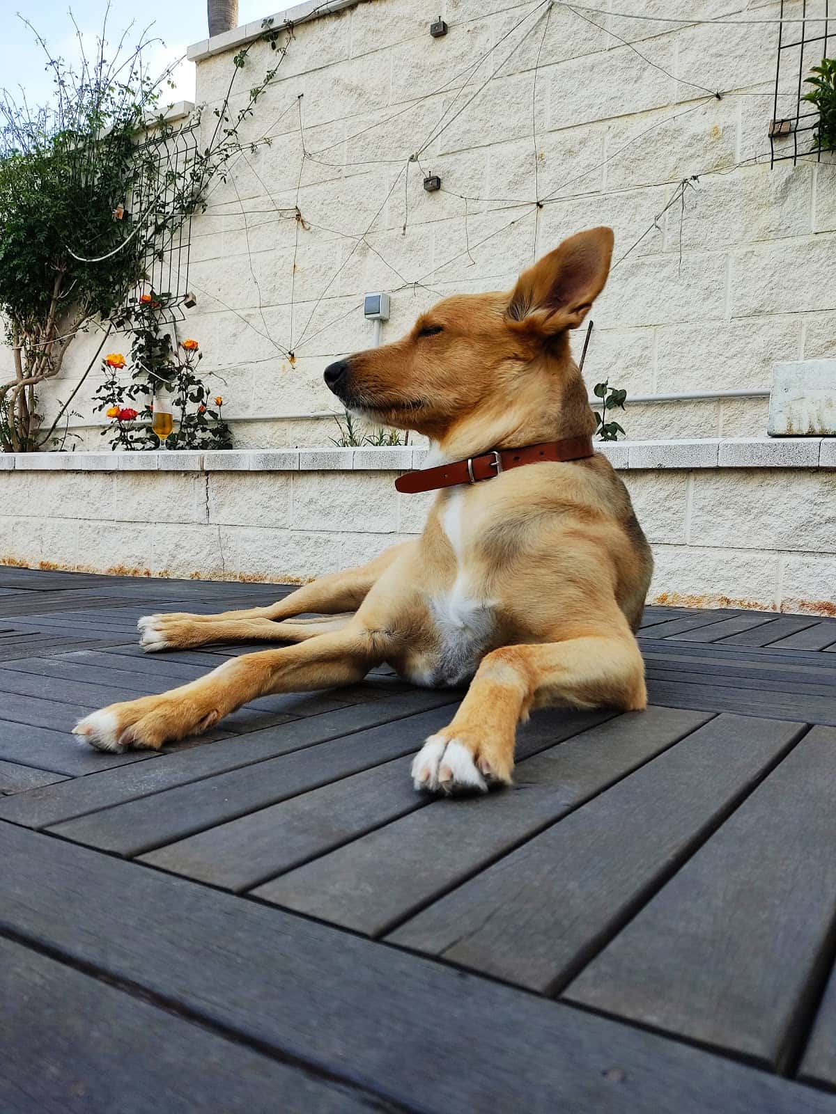 María José Veterinaria - Servicio a domicilio
