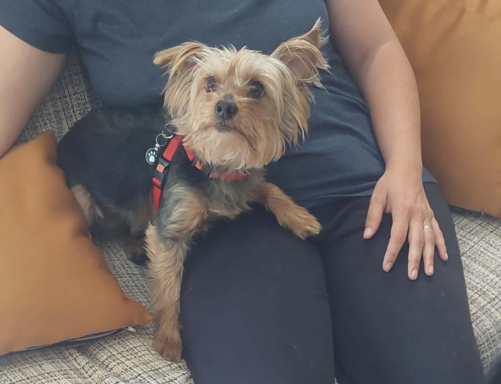 María José Veterinaria - Servicio a domicilio