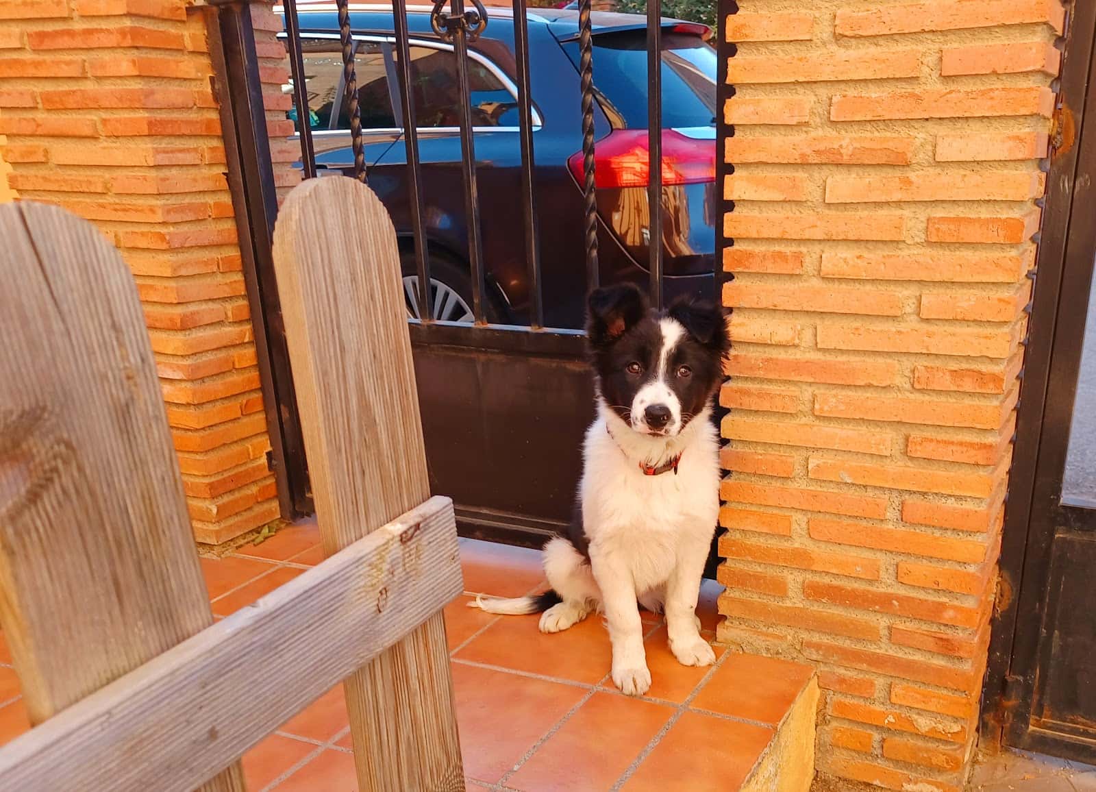 maria jose veterinaria   servicio a domicilio veterinario a domicilio en belicena en granada photo undefined ADOPTA Sitios Pet Friendly